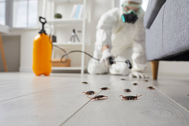 Commercial Kitchen Cockroach Control in La Villa
